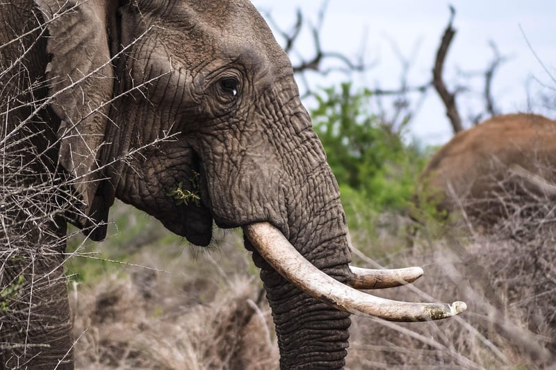 Elephants in the wild