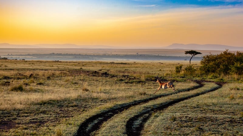 Lion in the wild
